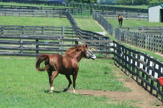 Old Friends at Dream Chase Farm